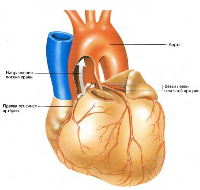 Кровоснабжение сердца картинка