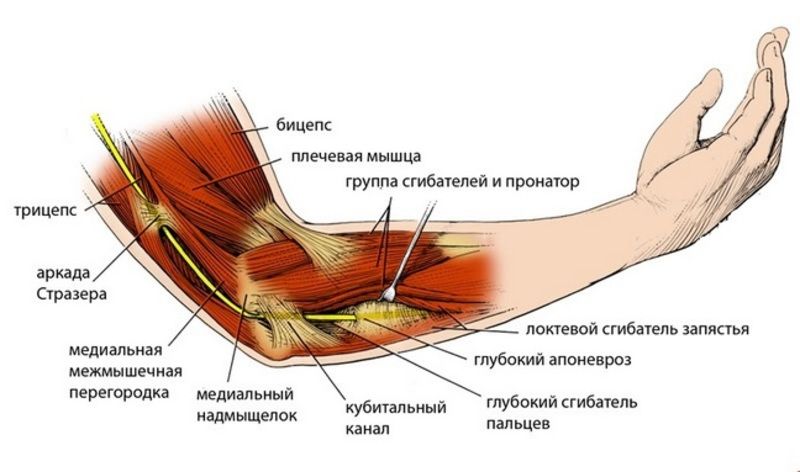 bol u fleksiji lakatnog zgloba