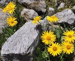 Реферат: Характеристика рослин аніс звичайний арніка гірська артишок посівний
